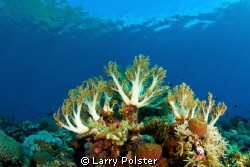 More soft coral in the clear Banda Sea. D300-Tokina 10-17 by Larry Polster 